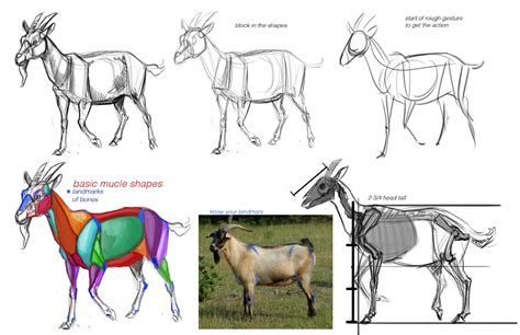 Concept Design Academy Animal Anatomy With Jonathan Kuo