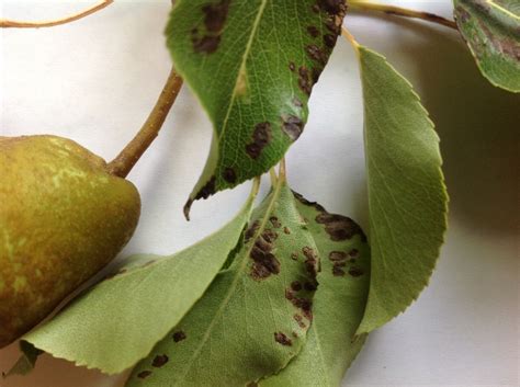 Spots On Pear Tree Leaves
