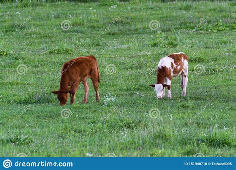 Cow On The Farm Tamron 70 300 Mm With Nikon Dslr Stock Photo Image Of
