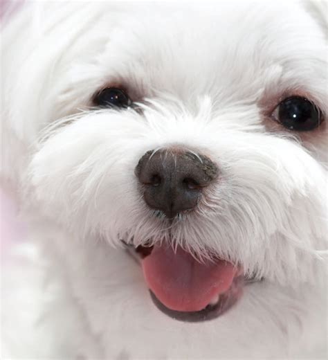 Learn About The Maltese Dog Breed From A Trusted Veterinarian