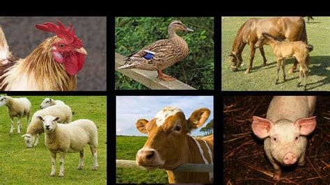 Real Farm Animals Pictures Wallpapers Gallery