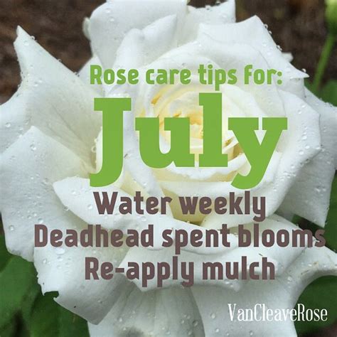 Pin By Chris Vancleave On Rose Care Tips Rose Care Rose How To Apply