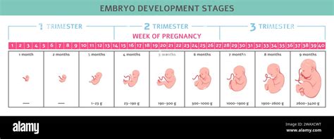 Fetus Development Fetal Formation Stages Human Embryo Growth Nine Months Normal Pregnancy