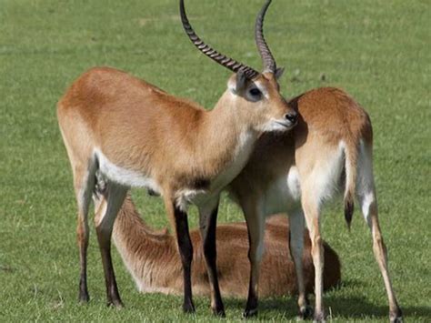 Pin On Wildlife Sanctuaries In Andaman And Nicoba