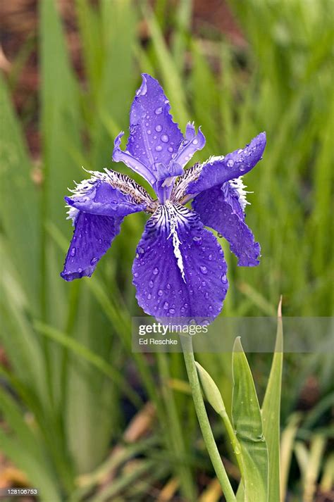 Dewy Iris Iris Tectorum Japanese Roof Iris Raulston Arboretum North