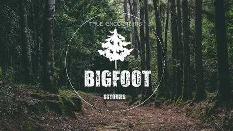 String Of Bigfoot Attacks Sasquatch Encounters Youtube