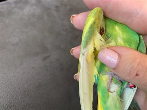 My Parakeets Wing Is Swollen And I Noticed An Abscess Or Wound Under