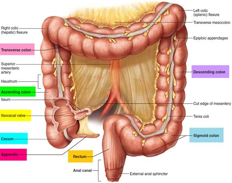 Appendix Diagram Of Human Body