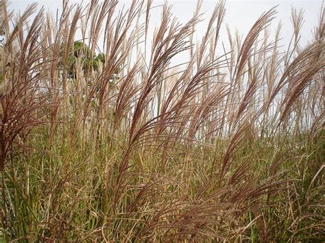 Seaside Grass Photograph By Denise Adams Pixels