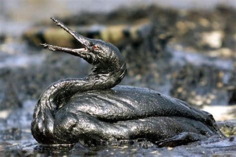 The Effects Of Oil Spill On The Marine Ecosystem One News Svg