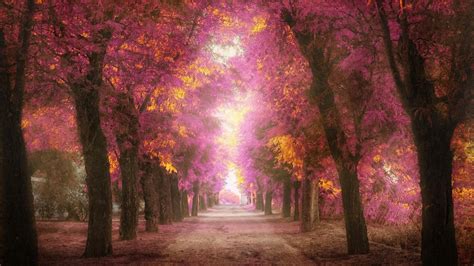 Parks Trees Roads Pink Leaves To Heaven Scenery Wallpaper Nature