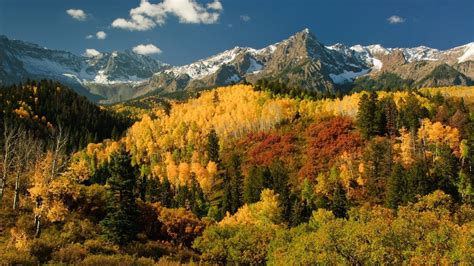 Autumn Landscape Sum Birch Leaves With Yellow Green Pine Trees Rocky