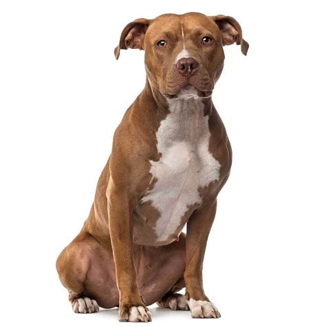 American Staffordshire Terrier Dog Breed Everything About American