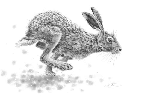 Hare Drawing Hare Print Hare Illustration