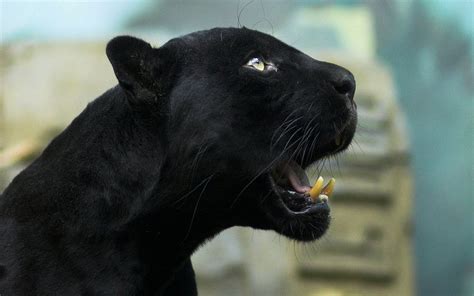 Animal Iphone 11 Animal Black Panther Wallpaper 4k
