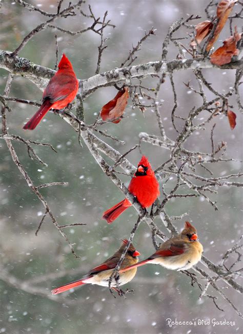 Winter szenen i love winter winter magic especie animal cardinal birds snow scenes bird art painting frames fence painting. Rebecca's Bird Gardens Blog: Good-Bye Winter!