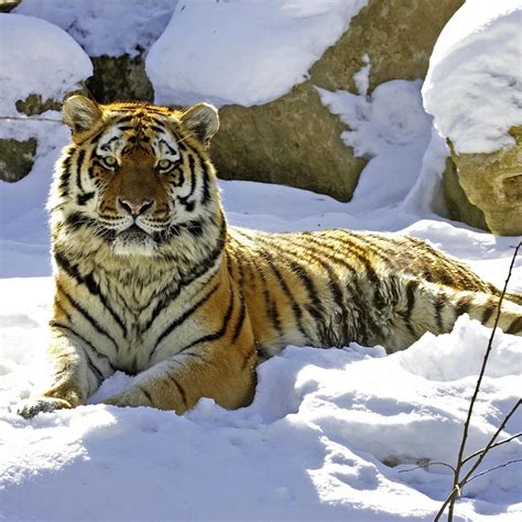 Tigre Dónde viven qué comen y por qué no son felinos