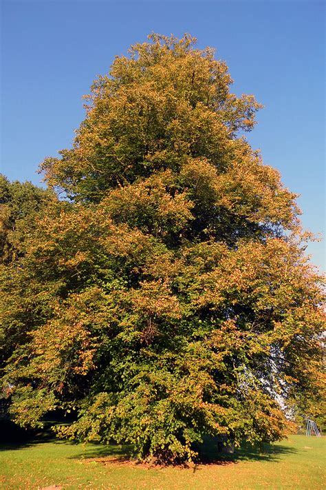 Blue Beech Tree Hot Sex Picture