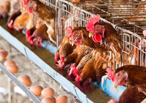 Poultry Farm Business How To Start Cost Raw Material Profit Plan