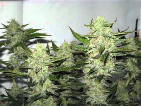 But great yield from a plant that's suppose to yield a half ounce. Lowryder #2 x Ak-47 "EasyRyder" Aerogarden pro 200 grow ...