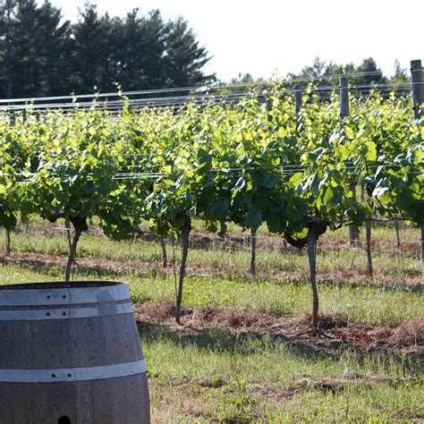 Coastal Vineyards Dartmouth All You Need To Know Before You Go