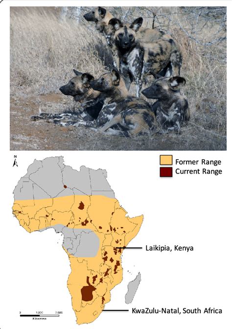 What Countries Do African Wild Dogs Live In