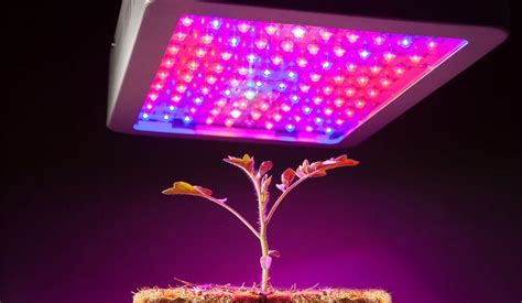 Best Full Spectrum Led Grow Lights Of 2021 Reviews The Authentic Top 10