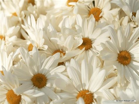 White Flowers Wallpapers Wallpaper Cave