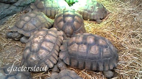 Promotion cannot be redistributed or used in combination with any other offer, including buy one, get one offers. Huge Desert Tortoise - Gopherus Agassizii & Morafkai - Big ...