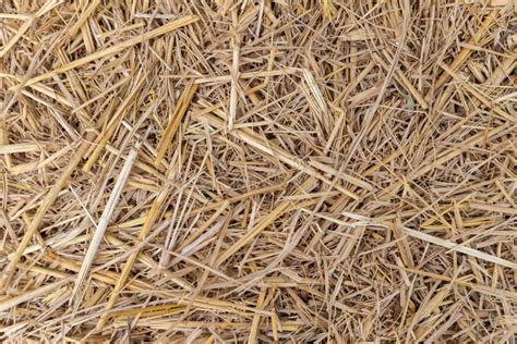Close Up Of Dry Yellow Straw Grass Background Texture After Have Stock
