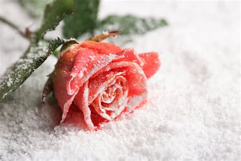 A Red Rose On The Snow Rose Lies In The White Snow Beautiful Red Rose