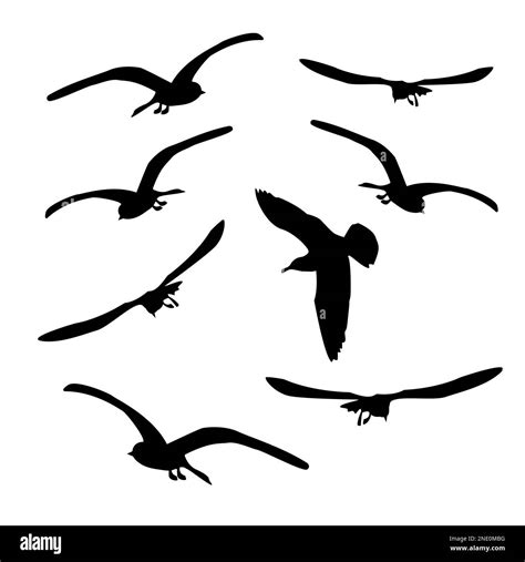 Set Of Silhouette Flying Seagulls Isolated On White Tern Birds In Different Poses Vector