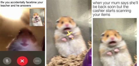 Hamster Video Call Meme Staring Hamster Meme Canvas Prints Redbubble