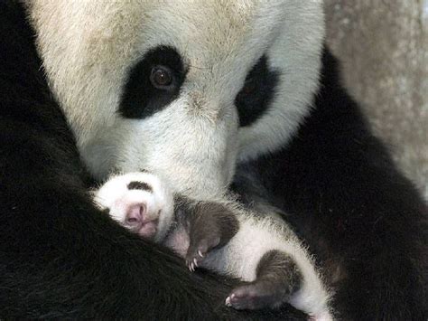 Mom And Baby Giant Panda Panda Love Cute Panda Tiny Panda Panda