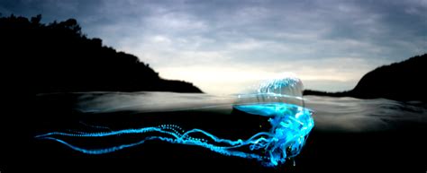 The portuguese man o' war is a highly venomous open ocean predator that superficially resembles a jellyfish but is actually a siphonophore. Portuguese Man-of-War Sea Jelly - "OCEAN TREASURES ...