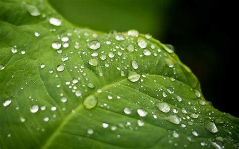 Macro Photography Of Water Droplets On Leaf Hd Wallpaper Wallpaper Flare
