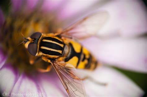 Free Images Nature Flower Petal Fly Pollen Insect