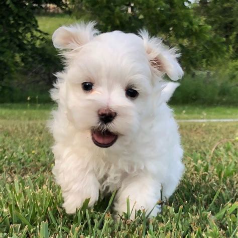 This is the time of year for you and your family members to enjoy your outdoor space…and that includes your fur baby! MALTESE | FEMALE | ID:8227-CCS - Central Park Puppies