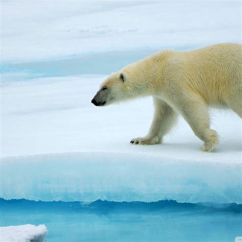 10 Best Polar Bear Desktop Wallpaper Full Hd 1920×1080 For Pc Background 2020