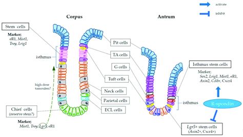 Schema Of Murine Gastric Glands And Cell Types In The Corpus Glands