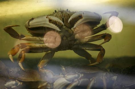 Dungeness Crab Season Delayed Again Harvest Delayed Until Dec 31