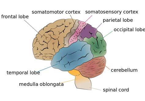 Brain Lobes Main Parts Functions And Anatomy Of The Brain