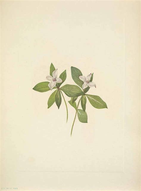 Cornus canadensis | Flower canvas art, Flower drawing, Flower canvas