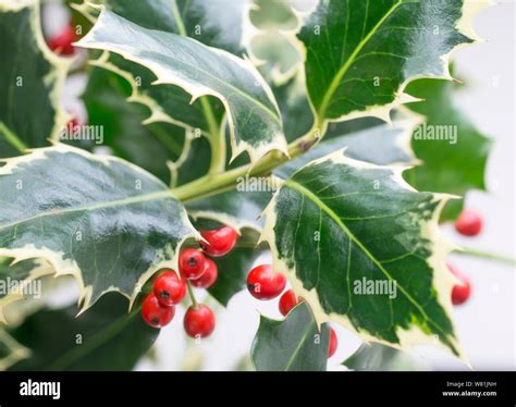Christmas Holly Stock Photo Alamy