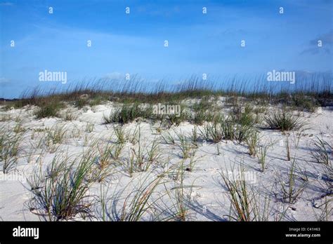 Grasses And Sedges Hi Res Stock Photography And Images Alamy