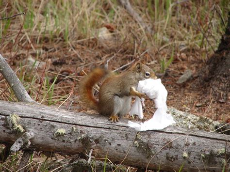 Squirrel Stealing Toilet Paper Pyramid Lake He Looks P Flickr