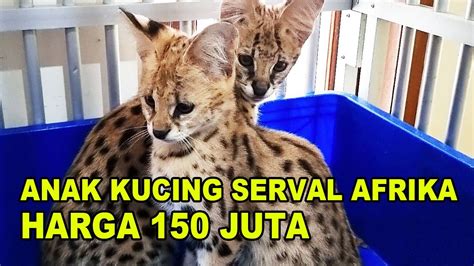 Anak Kucing Serval Afrika Harga 150 Juta Kitten Youtube
