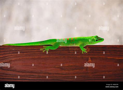 Phelsuma Day Gecko Mauritius Stock Photo Alamy