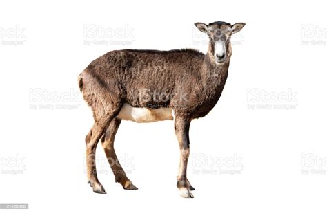 Female Mouflon Isolated On A White Stock Photo Download Image Now
