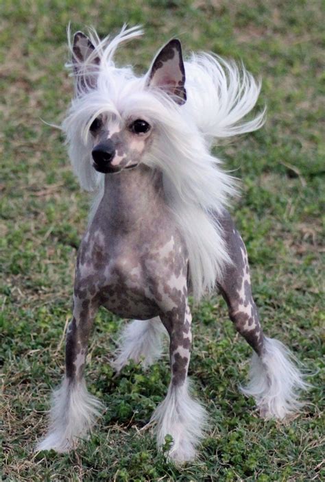 Chinese Crested Dog The Ultimate Guide Artofit